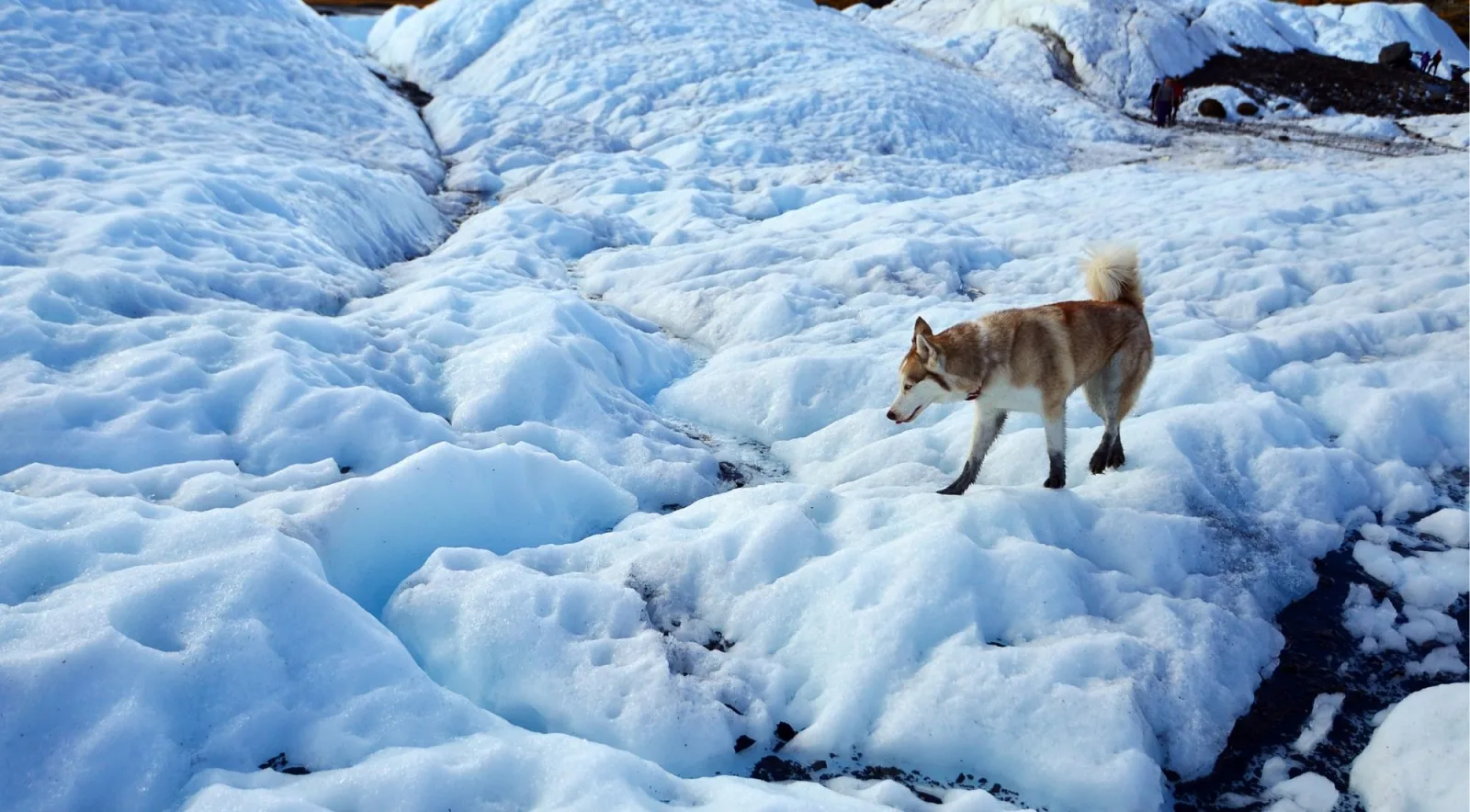 A husky walking across the snow-covered glacier with hikers in the distance