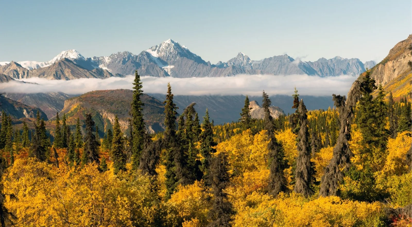 Chugach peaks above autumn aspen and spruce along the Glenn Highway